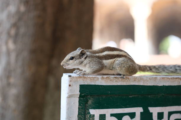 Little squirrel is feeding on palm tree at Kuta beach.\nBali Island - Indonesia.