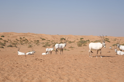 Oryx in the desert near Dubai