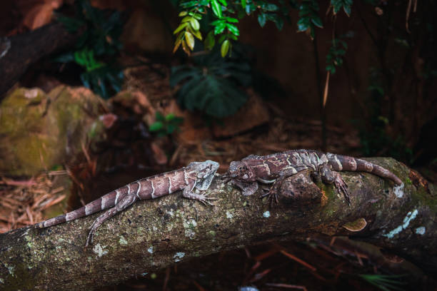 istock Two iguanas enduring the Brazilian heat 1757836713