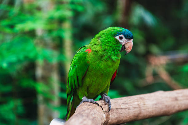 istock Very nice green parrots in the park 1757836962