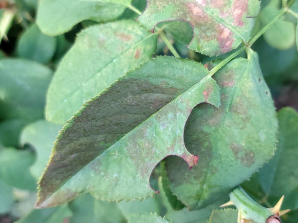 istock roses leaves eaten by caterpillar 1757843964