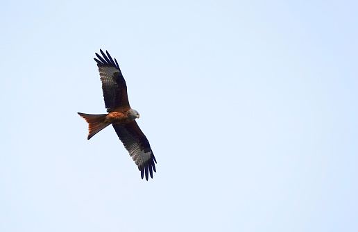 A red kite in flight across a pale blue sky.