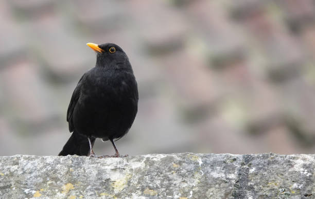 istock A male blackbird, turdus merula, perching on a concrete wall against a defocused background. 1757848396