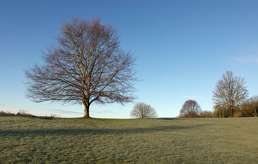 Trees with bare branches in winter lining the grassy horizon in a rural setting in England.