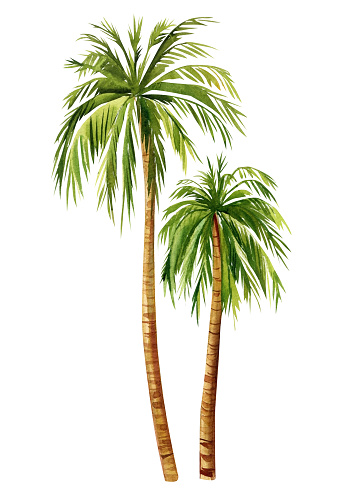 Watercolor Palm trees isolated on white background. hand painted palm tree. High quality illustration