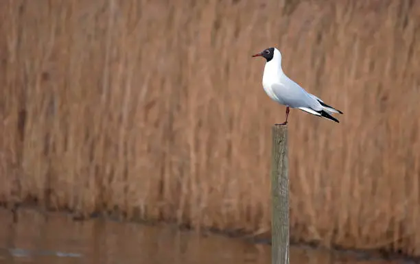 A black headed gull resting on a post in a nature reserve.