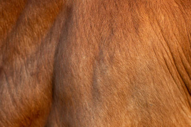 istock Background for design,texture wool, cow skin 1757855707