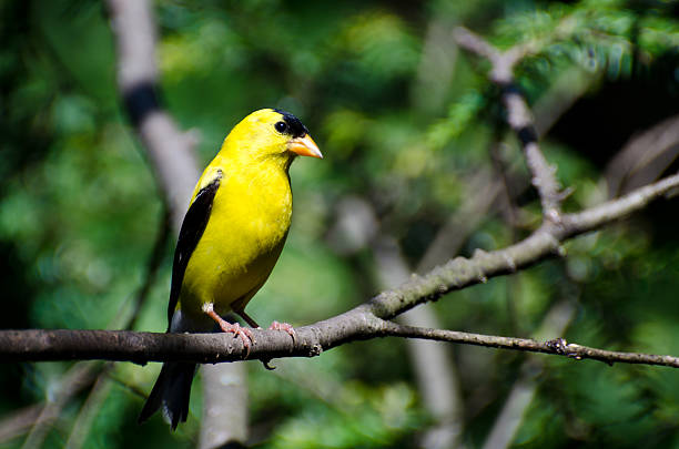 istock Male American Goldfinch Perched on a Branch 175785704