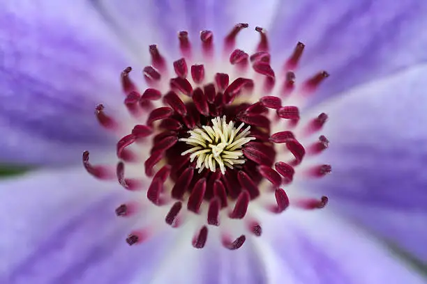 Centre (Clematis) Ranunculaceae - Macro Image