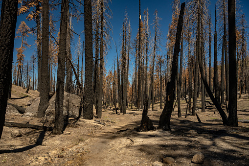 Barren Forest And Burned Trunks of Trees Along Pacific Crest Trail Through Lassen Volcanic