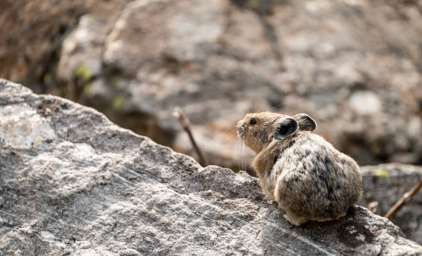 istock Behind Pika Sitting On Edge of Rock 1757859034