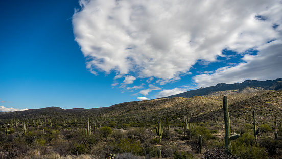 Large Cloud Casts Shadows Across Field Of Saguaro Cactus in Sonoran Desert