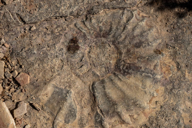 istock Large Fossil In The Rocks Along Rio Grande River 1757860171