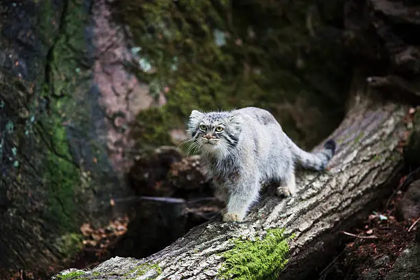 Pallas´s cat, or manul, lives in the cold and arid steppes of central Asia. Winter temperatures can drop to 50 degrees below zero.