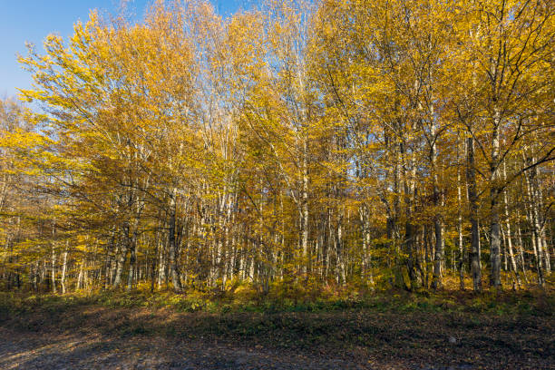 Autumn colored leaves glow in the sunlight in the forest on a mountain road.