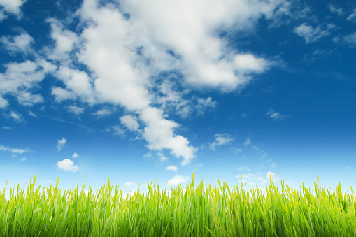 Lush grass and blue sky background: environment and nature concept