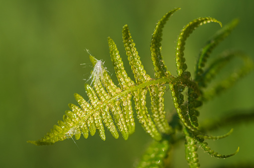 Closeup of young green fern leaf covered with shiny dew drops on green background. Dandelion seed fluff on the leaf