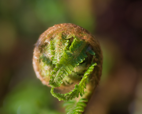 Closeup of green fern sprout on green background