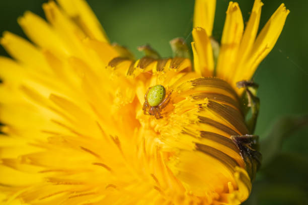 istock Cucumber green spider on dandelion flower 1757863584