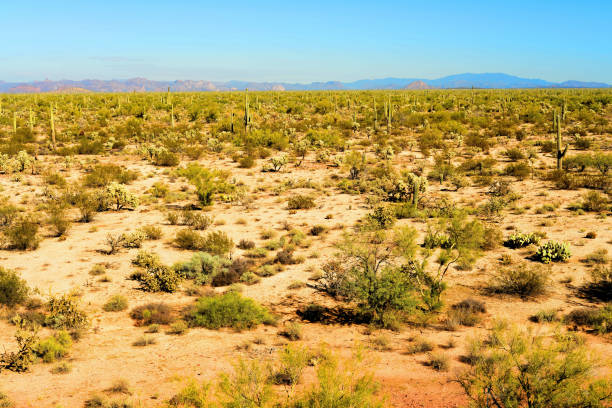 istock Sonora Desert Arizona 1757863643