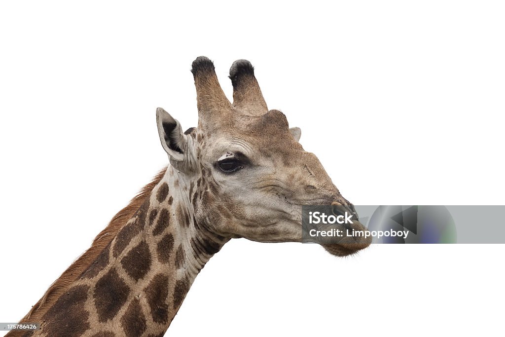 Testa di giraffa - Foto stock royalty-free di Africa