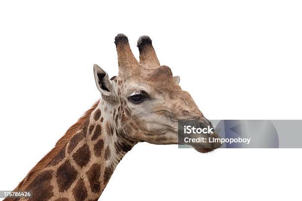 Testa Di Giraffa - Fotografie stock e altre immagini di Africa - Africa, Africa meridionale, Ambiente