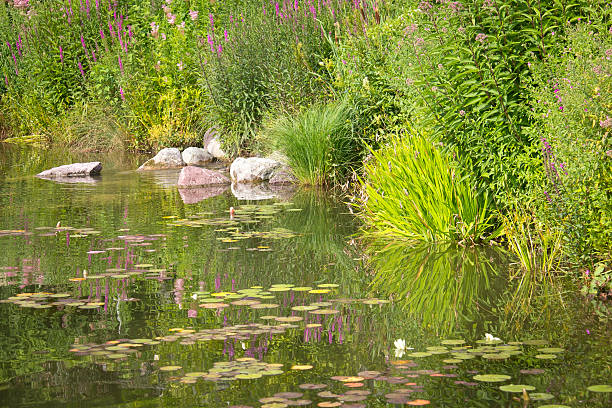 Beautiful pond in a park with differnet plants and flowers. It lokks like a impressionistic painting.