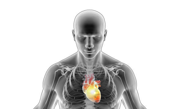 istock Human skeleton with heart pain highlights 1757869531