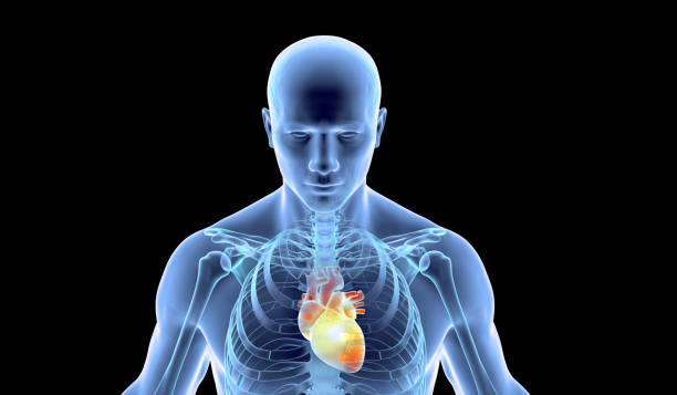 istock Human skeleton with heart pain highlights 1757869533