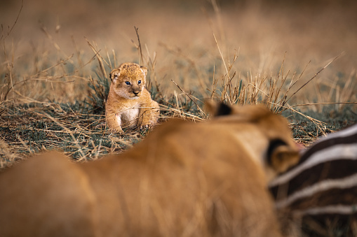 Lion cub watching its mother eat Zebra