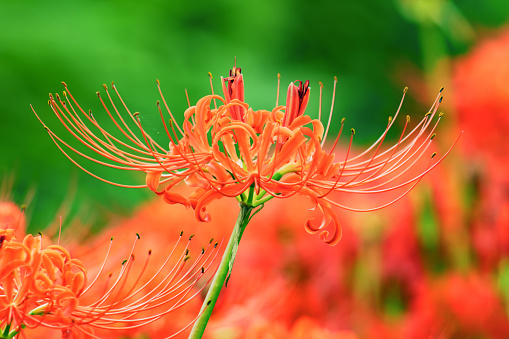 Autumn Blooming Higanbana, Licorice, Spider Lily