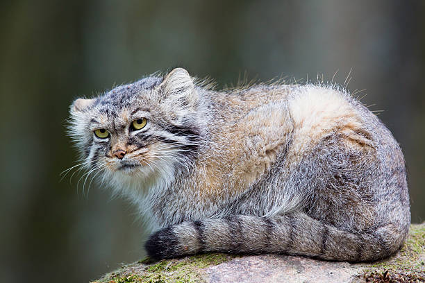 istock Manul cat laying on a rock 175788698