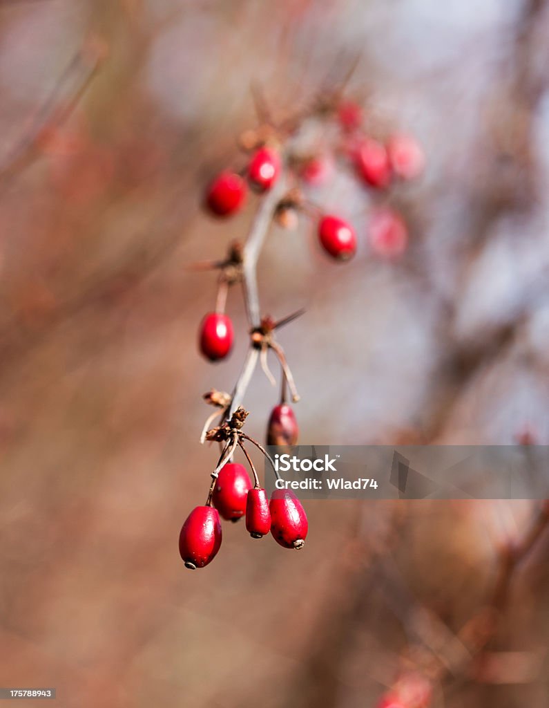 Frutti di bosco in autunno il sole - Foto stock royalty-free di Albero