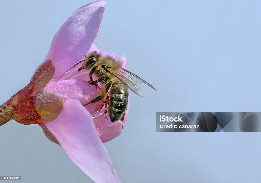 Abeille et fleur - Photo de Abeille libre de droits