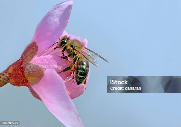 Photo libre de droit de Abeille Et Fleur banque d'images et plus d'images libres de droit de Abeille - Abeille, Abeille domestique, Aile d'animal