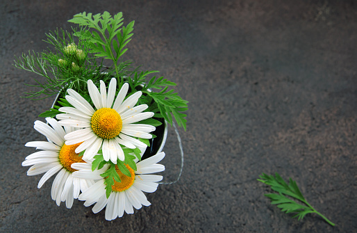 natural fresh chamomile flowers on the table