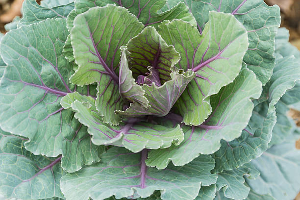 istock Closeup of green cabbage 175790001