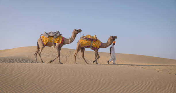 istock Indian man with camels on sand dunes, Rajasthan, India 1757909689