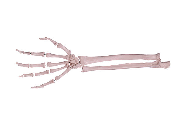 istock arm with hand of bones 175791350
