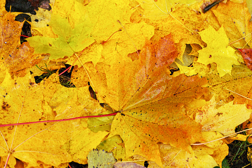 Autumn leaves background