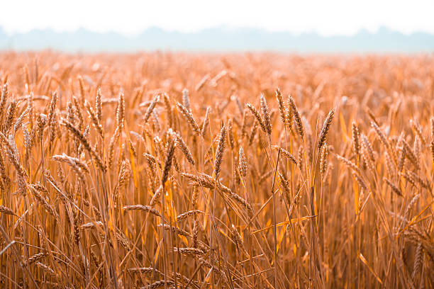 Ears of wheat in the field stock photo