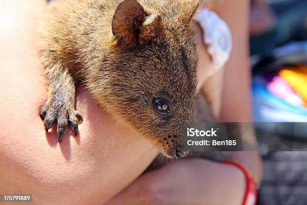 Quokka - Fotografie stock e altre immagini di Animale - Animale, Animale selvatico, Australia