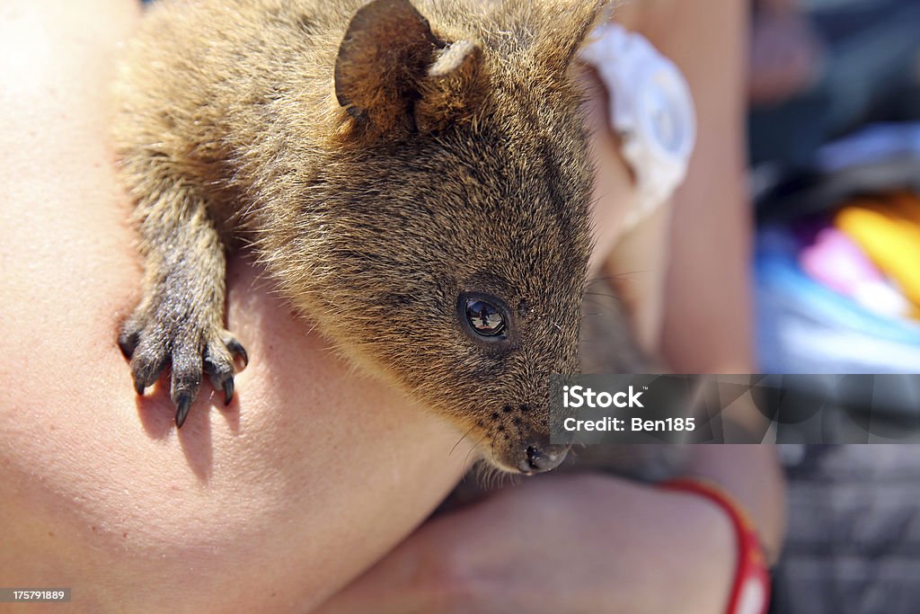 Quokka - Foto de stock de Animal royalty-free