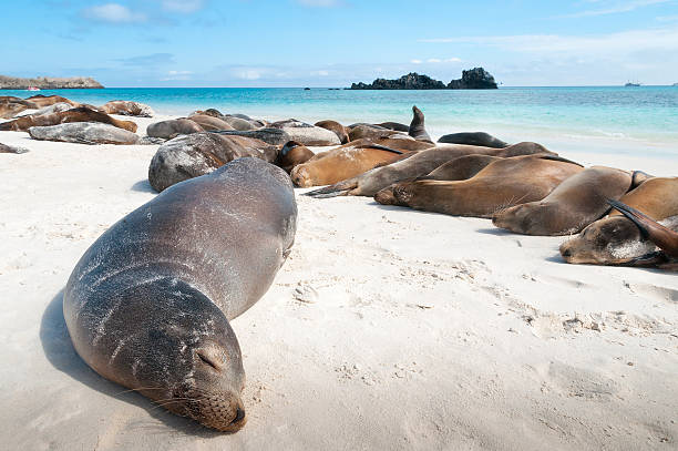 istock Sleeping sea lions Galapagos 175792412