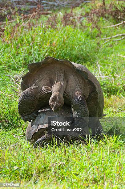 결합 거대 Tortoises 갈라파고스 군도에 대한 스톡 사진 및 기타 이미지 - 갈라파고스 군도, 거북등껍질, 교미