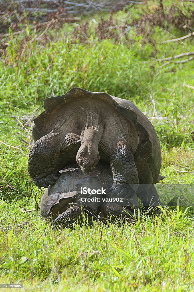 O acasalamento Tartarugas gigantes - Foto de stock de Acasalamento de animais royalty-free