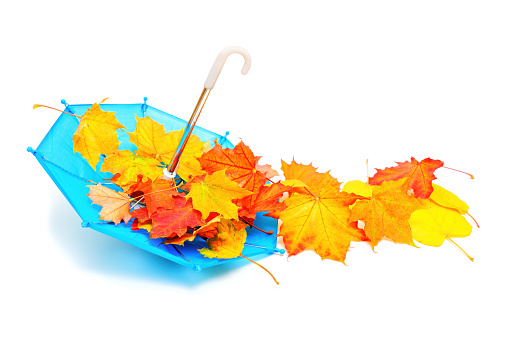 Tiny blue toy umbrella and a heap of vibrant maple leaves against a clean white background. Autumn season's colors and charm related concept.