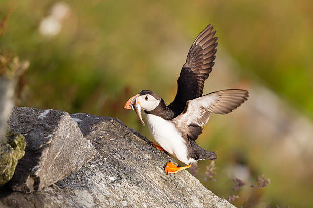 istock Puffin landing on a rock 175793658