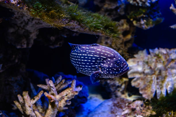 istock Exotic white-striped blue fish swimming in the aquarium 1757945850