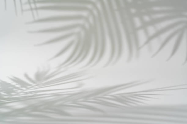 istock Shadow of tropical leaves 1757945882